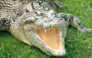 Bindi the Saltwater Crocodiles on the grass with her mouth open.