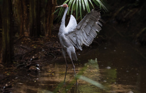 Brolga standing in water with their wings open and back.