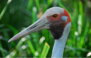 Brolga from the neck up facing left, colored light blue and red.