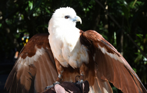 Byron the Brahminy Kite looking to the left with wings open.