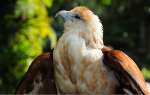 Byron the Brahminy Kite looking up and to the right.