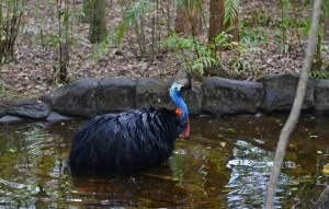 Cassowary walking through the water.