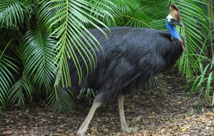 Cassowary stepping out from behind foliage.