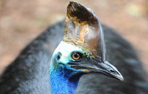 Cassowary up close to camera with face detail.