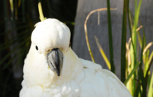 Sulphur-crested Cockatoo looking directly at the camera.