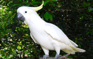 Sulphur-crested Cockatoo with head feathers popped up in side view.