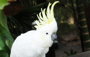 Sulphur-crested Cockatoo with head feathers popped up looking to the left.