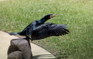 Great Cormorant taking off for flight from a rock.