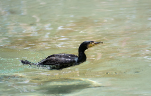 Great Cormorant swimming in the water.