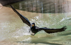 Great Cormorant flying above the water with claws dragging in the water.