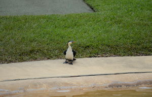 Little Pied Cormorant standing on the edge of the water.