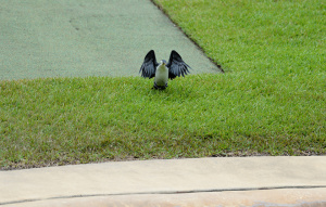 Little Pied Cormorant taking off for flight from the grass.