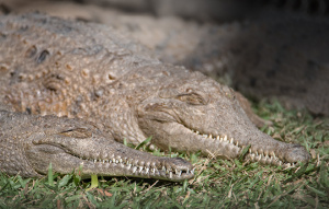 Two Freshwater Crocodile sleeping on the grass in the sun.