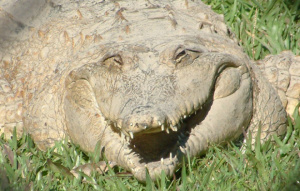Freshwater Crocodile close up laying the grass with mouth slightly open.