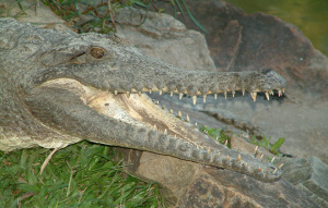 Profile view of a Freshwater Crocodile's head and open mouth.