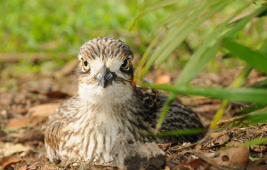 Bush Stone Curlew sitting on the ground with greenery around.