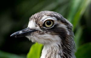Bush Stone Curlew from neck up in great detail.