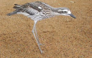 Bush Stone Curlew standing tall and leaning forward.
