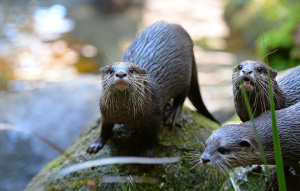 Daisy the Small-clawed Otter standing on a rock with other otters.