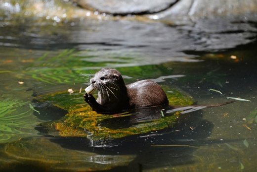 Small-clawed Otter (Daisy) - Australia Zoo