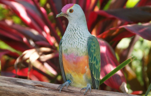 Rose Crowned Fruit Dove standing on branch showing yellow, orange, green, and pink feathers.
