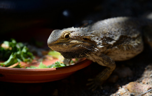 Bearded Dragon standing half in bowl of lettuce, half out up close.