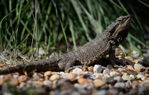 Bearded Dragon laying on rocks with full body showing looking left.