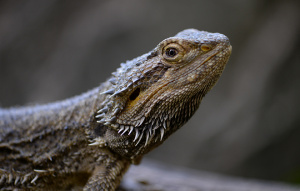 Bearded Dragon from neck up showing detail of neck.