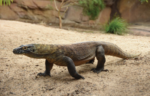 Komodo Dragon walking across their exhibit.