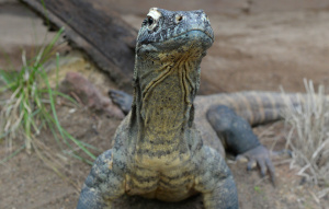Komodo Dragon standing in front of camera.
