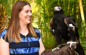 Wedge Tailed Eagle standing on the arm of a zoo guest.