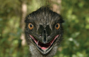 Emu looking directly at the camera with mouth slightly open.