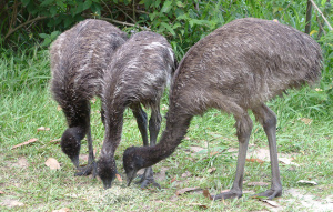 Three emus eating grass.
