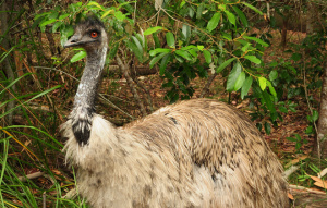 Emu showing body and up looking to the right.