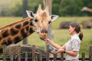 Forrest the Giraffe being fed by a zookeeper over the fence.