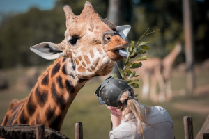 Forrest the Giraffe being fed a large branch.
