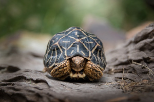 Franklin the Star Tortoise with his head slightly in his shell facing the camera.