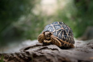 Franklin the Star Tortoise with his head slightly in his shell looking right.