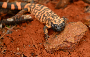 Gila Monster perched on red rock looking at camera.