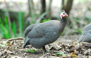 Helmeted Guineafowl full body from profile view as they walk.