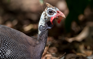 Helmeted Guineafowl close up to the neck and head.