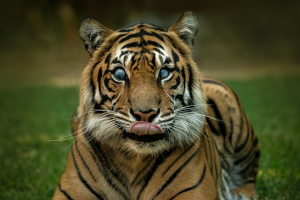 Hunter the Sumatran Tiger laying and facing the camera with his tongue out.