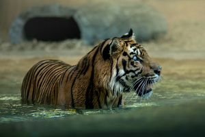 Hunter the Sumatran Tiger laying in the grass facing left.