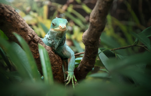 Fijian Crested Iguana perched on branch with greenery in the foreground and background.