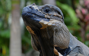 Rhinoceros Iguana zoomed in from neck up showing underside of neck well.