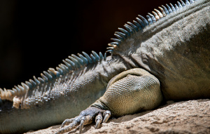 Back leg and tail close up of a Rhinoceros Iguana.