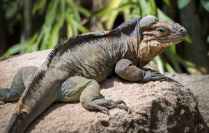 Rhinoceros Iguana laying in the sun on a rock.