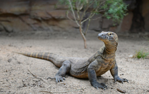 Indah the Komodo Dragon on the ground looking right.