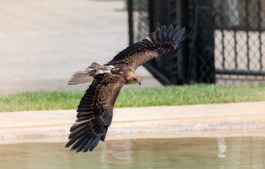 Whistling Kite flying low over the water with wings all the way out.