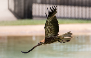 Whistling Kite dipping to the right as they fly over the water.